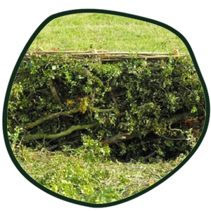 Hedge Laying in Process